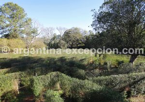 3-3 Labyrinthe végétal de Montecarlo à Misiones, en photos