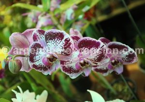 3-6 Montecarlo, capitale argentine des orchidées