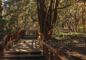 Parc national Los Arrayanes