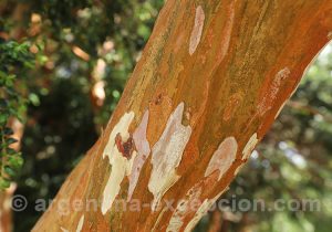 Tronc de myrte à écorce orange