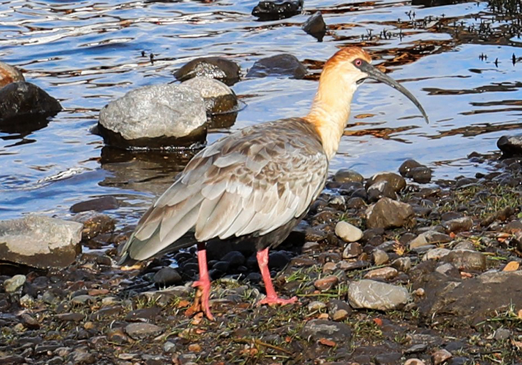 Voyage ornithologie en Argentine