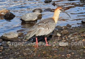 Voyage ornithologie en Argentine