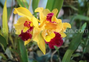 30-2 Montecarlo, capitale argentine des orchidées