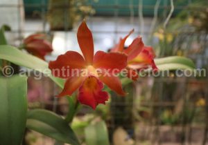 31-1 Montecarlo, capitale argentine des orchidées