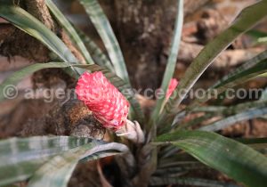 32-2 Montecarlo, capitale argentine des orchidées