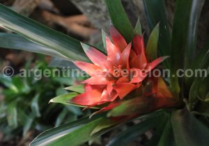 33-1 Montecarlo, capitale argentine des orchidées