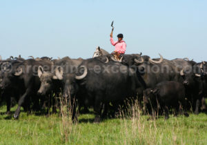 Un gaucho et son troupeau de buffles en argentine