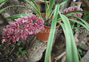 4-6 Montecarlo, capitale argentine des orchidées