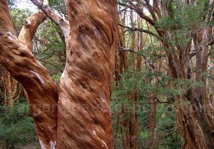 Arbre arrayán (Luma apiculata)