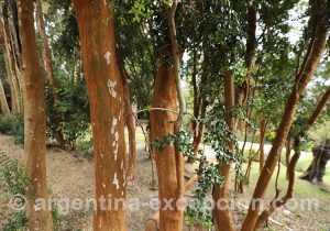 Bosquet d'arbres arrayanes