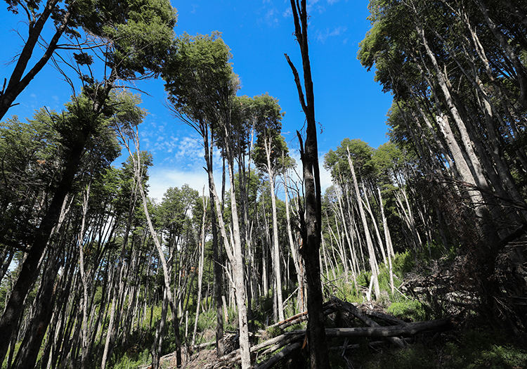 Forêt de Coihues, saut Río Bonito Forêt de Coihues, saut Río Bonito