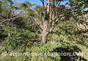 Lenga, cordillère andine du sud