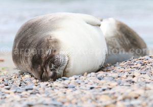 4-elephant-de-mer Faune marine, Péninsule Valdés