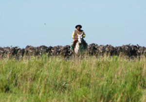 Troupeau de bufalos, Corrientes