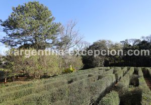 5-3 Labyrinthe Végétal de Montecarlo, Nord-Est de l'Argentine