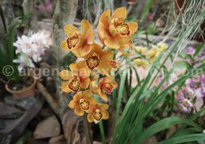 5-6 Montecarlo, capitale argentine des orchidées