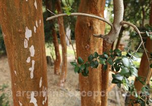 L'arrayan, plante médicinale.