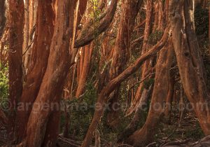 Parc Los Arrayanes Neuquen