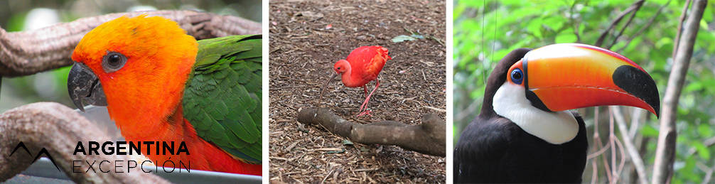 Oiseaux exotiques, Iguazú Oiseaux exotiques, Iguazú