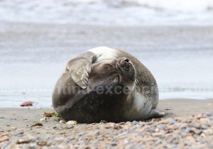 5-elephant-de-mer Femelle éléphant de mer