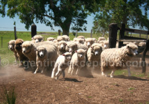 Troupeau de moutons, Corrientes