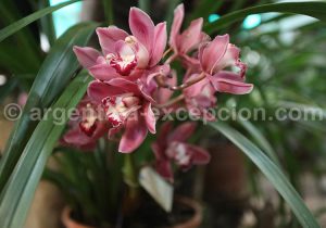 6-5 Montecarlo, capitale argentine des orchidées