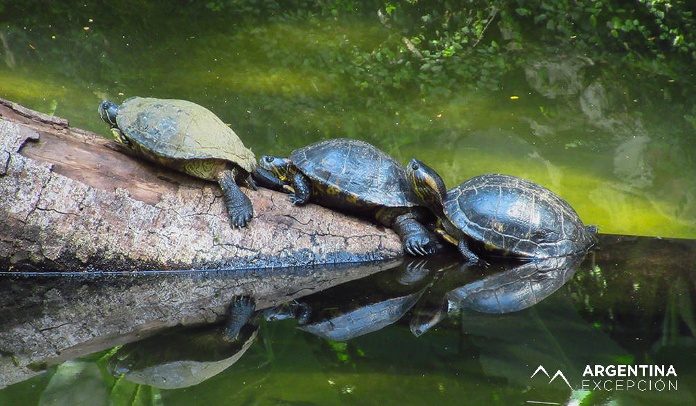 Tortues, Iguazú Tortues, Iguazú