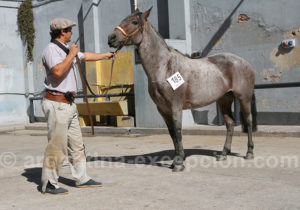 Criollo argentin, La Rural Criollo argentin, La Rural
