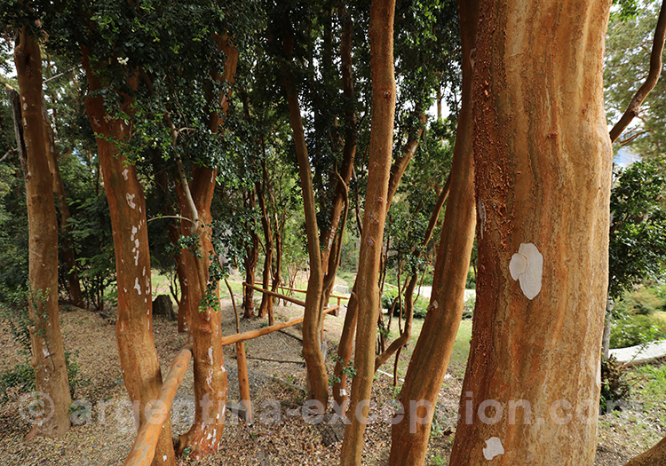 L'arrayan, arbre symbole d'Argentine et du Chili