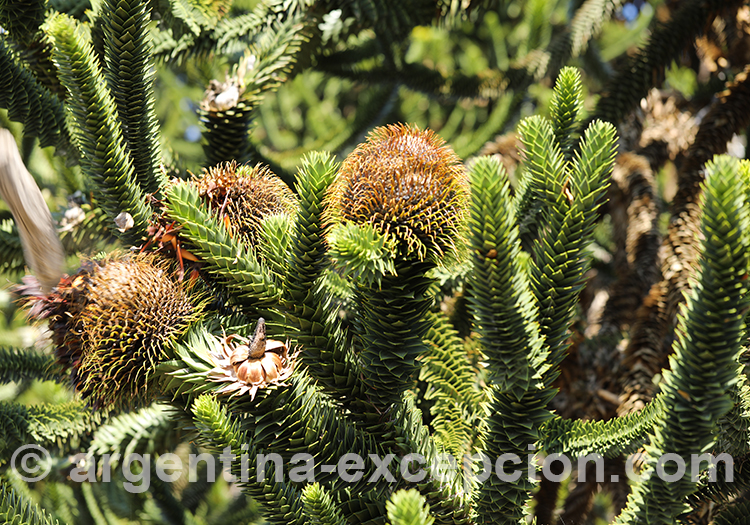 Pomme de pin d'araucaria femelle