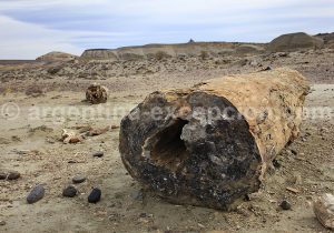 6-bosque-petrificado-sarmiento Forêt Pétrifiée de Sarmiento