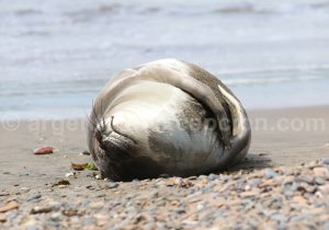 6-Valdés, Sanctuaire de fauneelephant-de-mer Valdés, Sanctuaire de faune