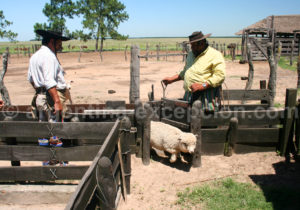 Gardiennage du troupeau, Estancia Buena Vista