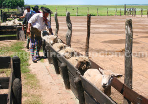 Agneau, Estanca Buena Vista