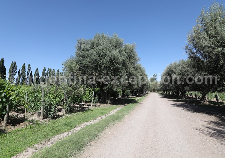 Route des vins Route des vins