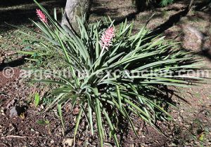 7-3 Variété de plantes du labyrinthe Végétal de Montecarlo