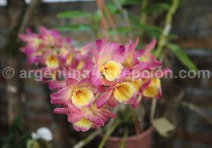 7-6 Montecarlo, capitale argentine des orchidées