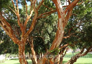 Branches d'arbre d'un myrte luma