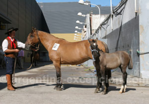 Festival Nos Chevaux, Buenos Aires Festival Nos Chevaux, Buenos Aires
