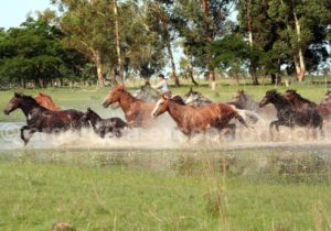 Chevaux au galop, Corrientes