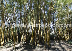 8-2 Forêt de bambous, Labyrinthe Végétal de Montecarlo