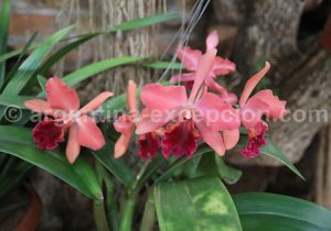 8-4 Montecarlo, capitale argentine des orchidées