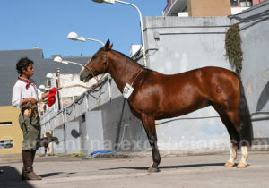 Concours de chevaux, La Rural Concours de chevaux, La Rural