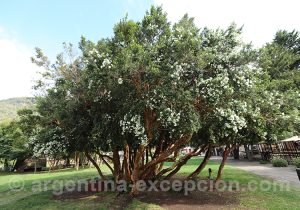 Myrte à écorce orange, Argentine
