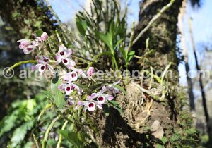 9-3 Nature du labyrinthe Végétal de Montecarlo