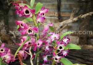 9-6 Montecarlo, capitale argentine des orchidées