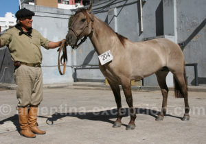 Concours de chevaux, Buenos Aires Concours de chevaux, Buenos Aires