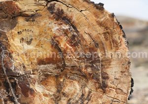 9-bosque-petrificado-sarmiento Forêt Pétrifiée de Sarmiento