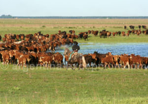 Ganadería, province de Corrientes