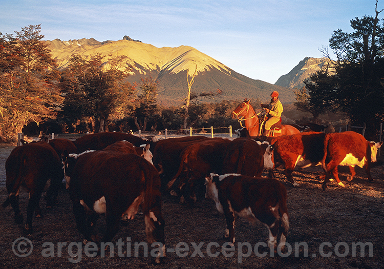Agence locale argentine d'expérience Agence locale argentine d'expérience